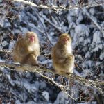 【令和８年度採用：猪苗代町】1名募集！！有害鳥獣の駆除・緑の村振興対策支援に関する活動