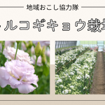 【福島県川俣町】地域おこし協力隊の募集／新規就農を目指すトルコギキョウの栽培（閑散期は農作物の栽培）