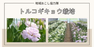 【福島県川俣町】地域おこし協力隊の募集／新規就農を目指すトルコギキョウの栽培（閑散期は農作物の栽培）
